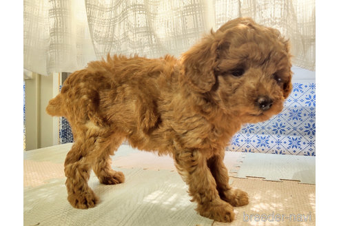 成約済の秋田県のマルプー:マルチーズ×トイプードル-335348の5枚目